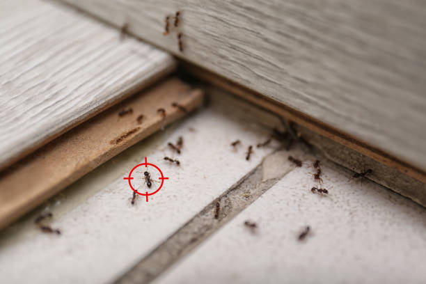 Best Mosquito Control Services  in Hazleton, PA
