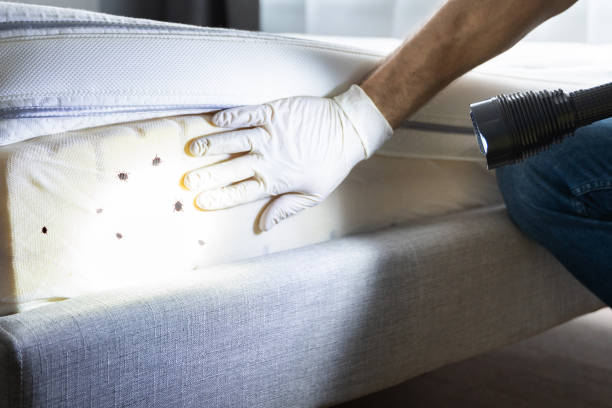 Best Bed Bug Extermination  in Hazleton, PA