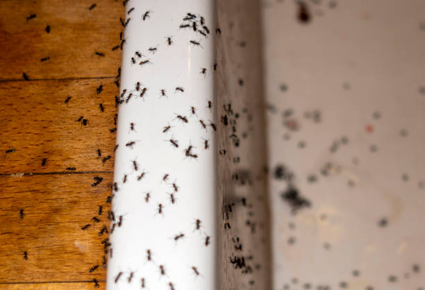 Best Pest Removal Services  in Hazleton, PA